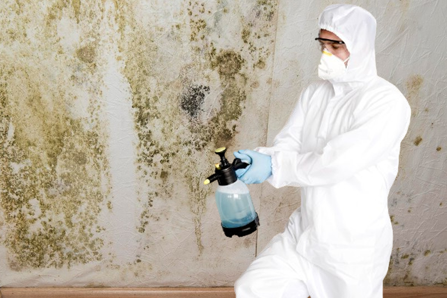 Mold remediation Portland